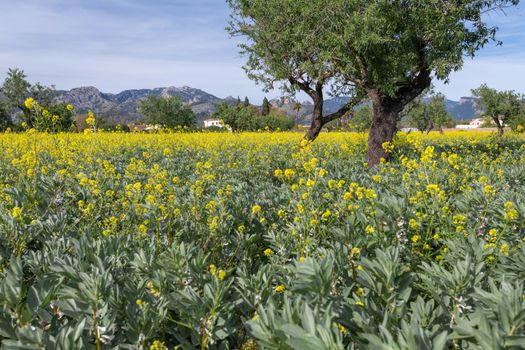 Wonderful view of fileds with yellow flowers in Mallorca