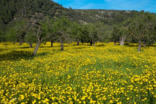 Wonderful view of fileds with yellow flowers in Mallorca