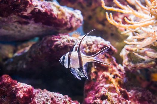 Banggai cardinal fish, a popular aquarium pet that is endangered and only lives in the Banggai islands of Indonesia