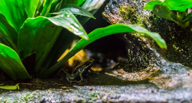 Golfodulcean poison dart frog sitting under a plant, a dangerous and venomous amphibian from Costa Rica