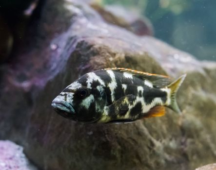 Juvenile Lingingston's cichlid fish in closeup. a young tropical aquarium pet.