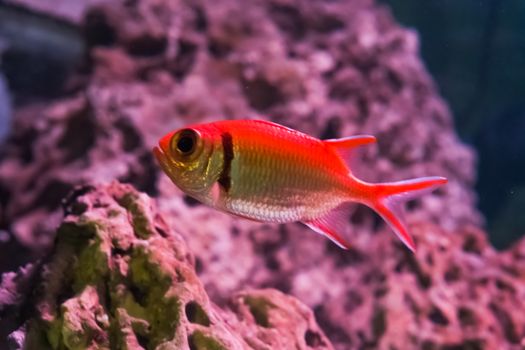 a gold colored fish with a red back, a tropical aquarium pet in closeup