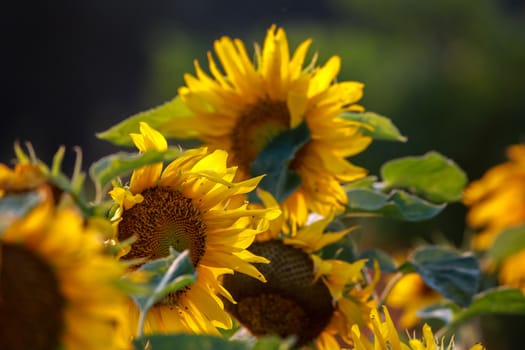 Blooming flowers. Sunflowers on a green grass.  Meadow with sunflowers. Wild flowers. Nature flower. Sunflowers on field. Sunflower is tall plant of the daisy family, with very large golden-rayed flowers.