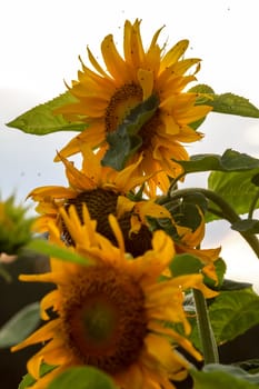 Blooming flowers. Sunflowers on background of sky. Meadow with sunflowers. Wild flowers. Nature flower. Sunflowers on field. Sunflower is tall plant of the daisy family, with very large golden-rayed flowers.