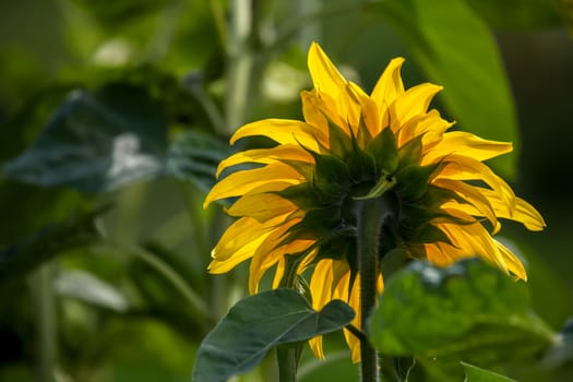 Blooming flowers. Sunflowers on a green grass.  Meadow with sunflowers. Wild flowers. Nature flower. Sunflowers on field. Sunflower is tall plant of the daisy family, with very large golden-rayed flowers.