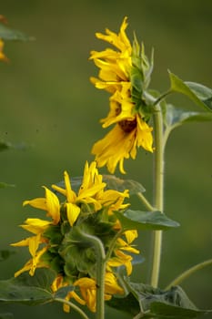 Blooming flowers. Sunflowers on a green grass.  Meadow with sunflowers. Wild flowers. Nature flower. Sunflowers on field. Sunflower is tall plant of the daisy family, with very large golden-rayed flowers.