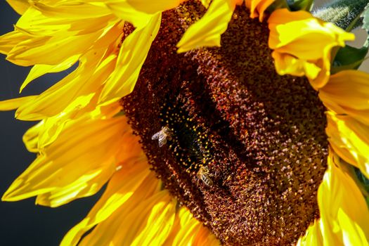 Closeup of sunflower. Twoo bees on sunflower. Sunflower in summer day. Blooming sunflower. Sunflower is tall plant of the daisy family, with very large golden-rayed flowers.


