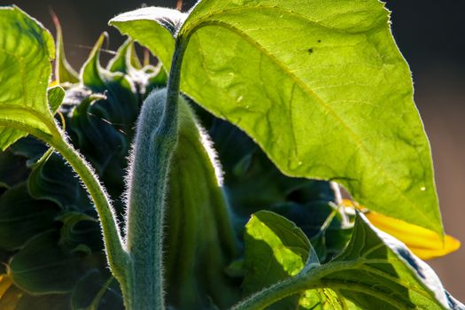 Closeup of sunflower. Sunflower in summer day.  Abstract fragment of blooming sunflower. Sunflower is tall plant of the daisy family, with very large golden-rayed flowers.