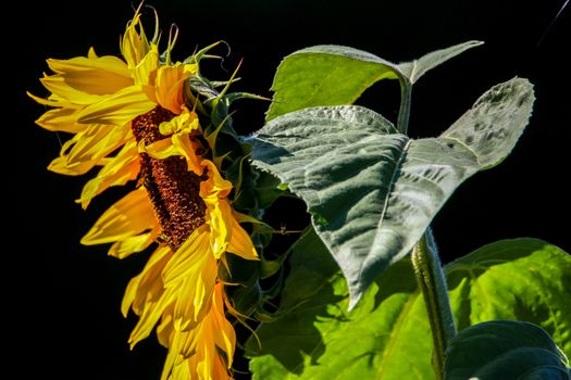 Closeup of sunflower. Sunflower in summer day.  Blooming sunflower. Sunflower on black background. Sunflower is tall plant of the daisy family, with very large golden-rayed flowers.

