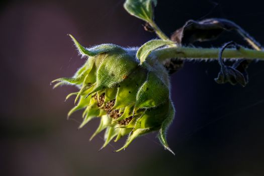 Background with one sunflower. Sunflower in summer day. Sunflower with spider web. Sunflower on dark background.