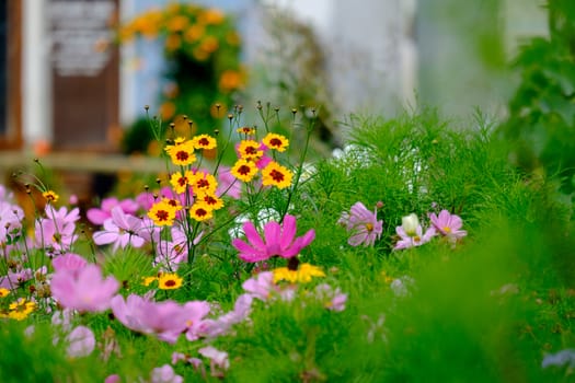 Flowers on a meadow in the German town Aalen in summer