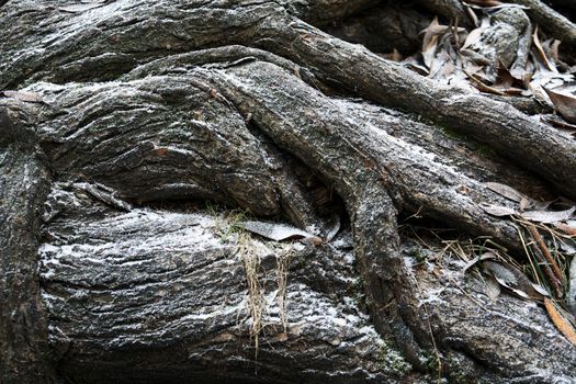 Extreme closeup background with old tree roots under first snow