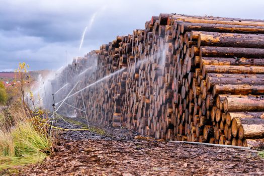 Wood yard business. Wood stacked outdoors. Concept forest industry environment.
Felled tree trunks are sprayed with water to protect them against wood pests
