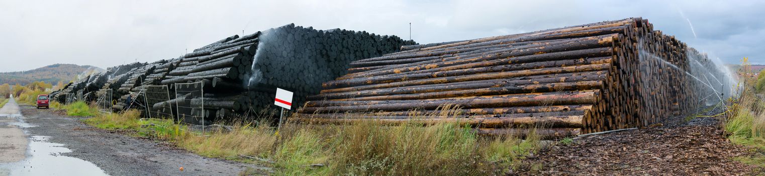 Wood yard business. Wood stacked outdoors. Concept forest industry environment.
Felled tree trunks are sprayed with water to protect them against wood pests