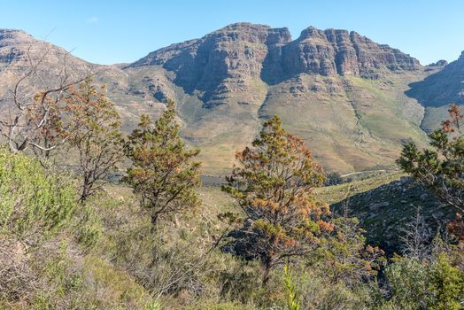 Endangered Clanwilliam ceder trees on trail to the Middelberg Waterfall at Algeria in the Cederberg Mountains. They are endemic to the Cederberg