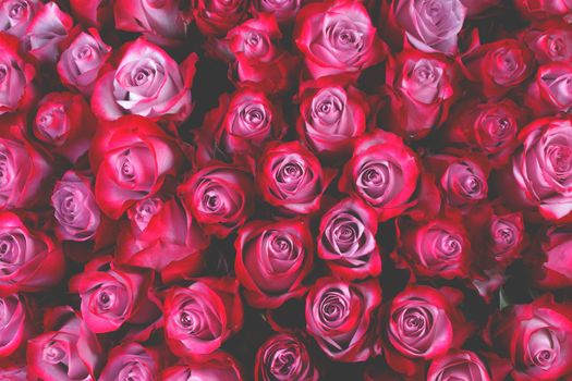 Beautiful valentine day pink rose flowers background