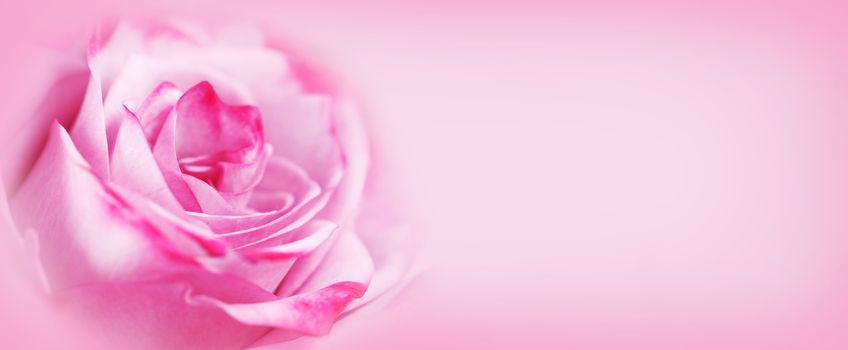 Beautiful valentine day pink rose flower background with copy space for text