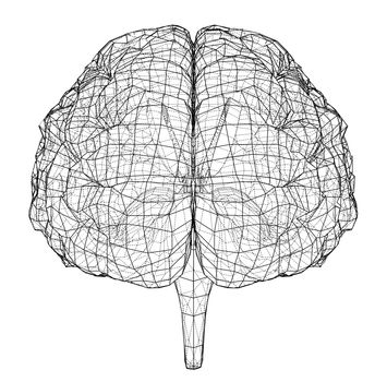 3D outline brain. Wire-frame style. 3d illustration