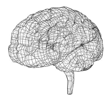 3D outline brain. Wire-frame style. 3d illustration