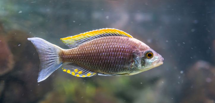 aquaculture a rare fire crest mloto chichlid fish, believed to be extinct in the wild