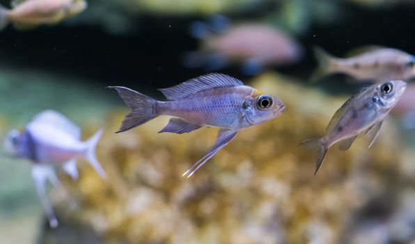silver juvenile cichlid fish, a tropical aquarium pet.
