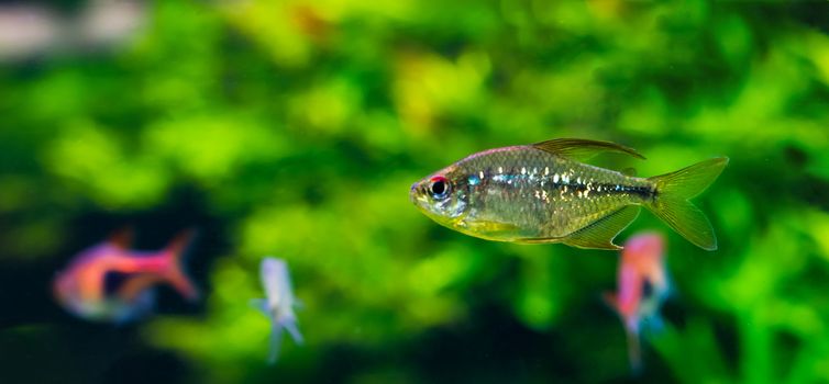 shiny silver colored tetra fish with a black stripe, a tropical aquarium pet from America