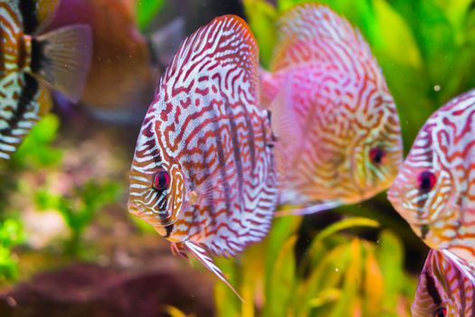 beautiful red turquoise discus fish in closeup with 2 other discus fishes in the background, a tropical cichlid fish from the amazon basin