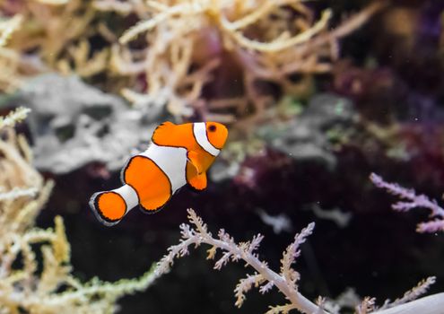 common false percula clownfish also known as clown anemonefish, swimming in the water.