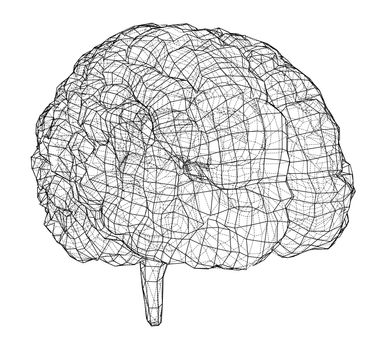 3D outline brain. Wire-frame style. 3d illustration