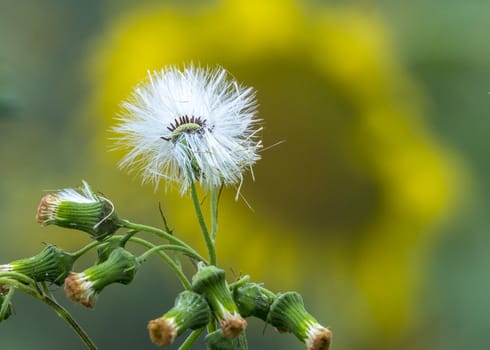 The dandelion flower in Mon Cheam of Chiang Mai, Thailand.