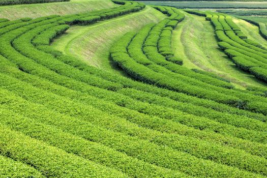 The araksa tea plantation of chiang mai, Thailand.