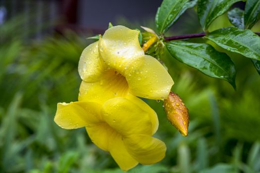 The Yellow Allamanda in cloudy Doi Suthep Mountain of Chiang Mai, Thailand.