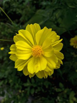 Closeup yellow flower on blurry background