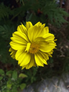 Closeup yellow flower on blurry background