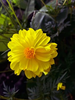 Closeup yellow flower on blurry background