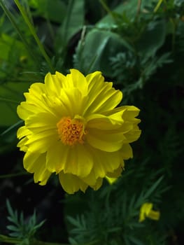 Closeup yellow flower on blurry background