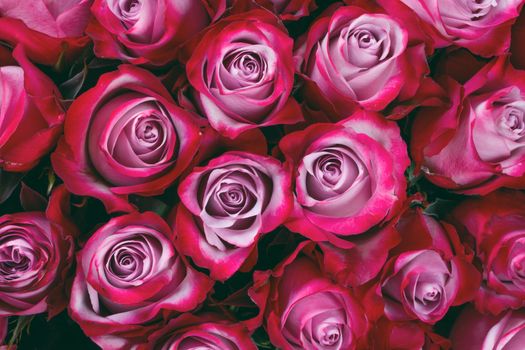 Beautiful valentine day pink rose flowers background