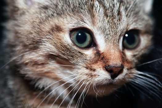 Nice small kitty portrait against dark background