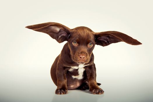 Cute Puppy with giant ears digital manipulated