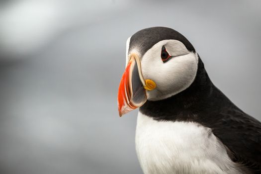 The beautiful Puffin a rare bird specie photographed in Iceland