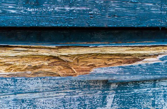 damaged splintered wood in the color blue in macro closeup, a natural wooden background texture.