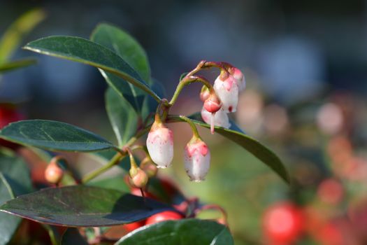 American wintergreen flowers - Latin name - Gaultheria procumbens