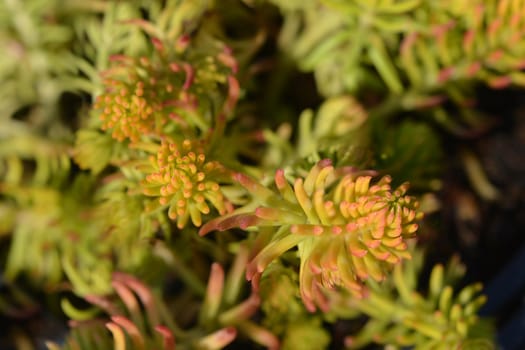 Golden sedum Angelina - Latin name - Sedum rupestre Angelina