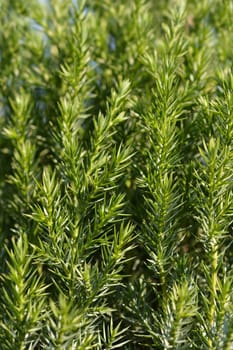 Chinese Juniper Stricta - Latin name - Juniperus chinensis Stricta