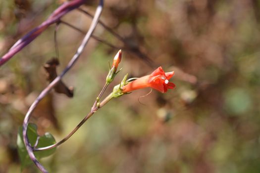 Red morning glory - Latin name - Ipomoea coccinea