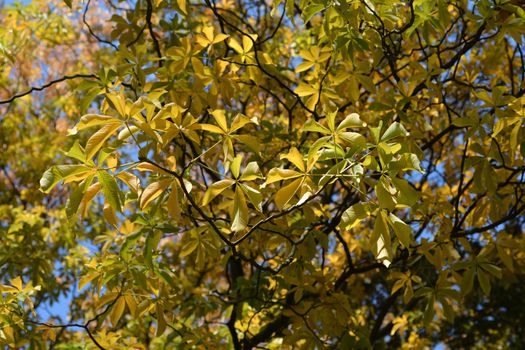 Yellow buckeye leaves - Latin name - Aesculus flava (Aesculus octandra)