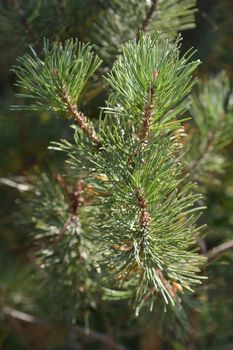 Dwarf mountain pine - Latin name - Pinus mugo