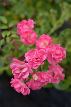 Rose Pink Blanket - Latin name - Rosa Pink Blanket