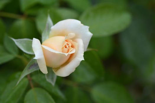 Lions-Rose flower bud - Latin name - Rosa Lions-Rose