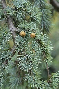 Weeping Blue atlas cedar - Latin name - Cedrus atlantica Glauca Pendula